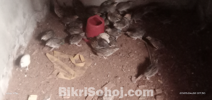 কোয়েল পাখি